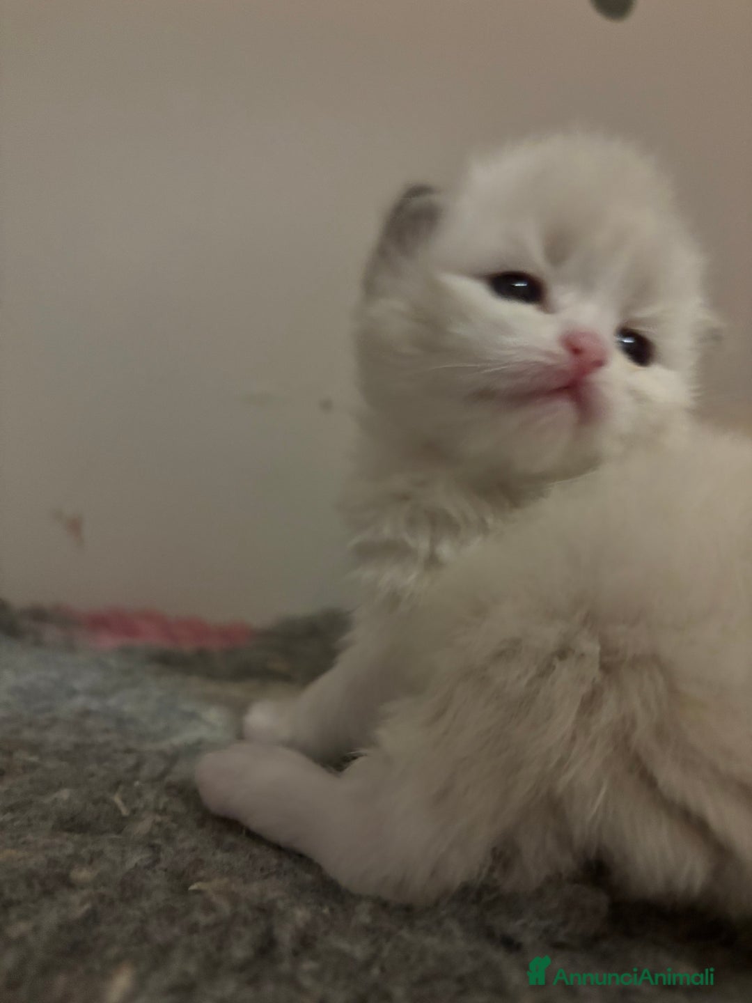 Siberiano gatti in vendita: Siberiani neva masquerade  - Annuncio 4