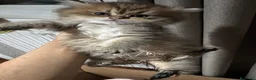 Persiano gatti in vendita: Splendidi Cuccioli di Gatto Persiano Puri a Città metropolitana di Milano - Annuncio 4