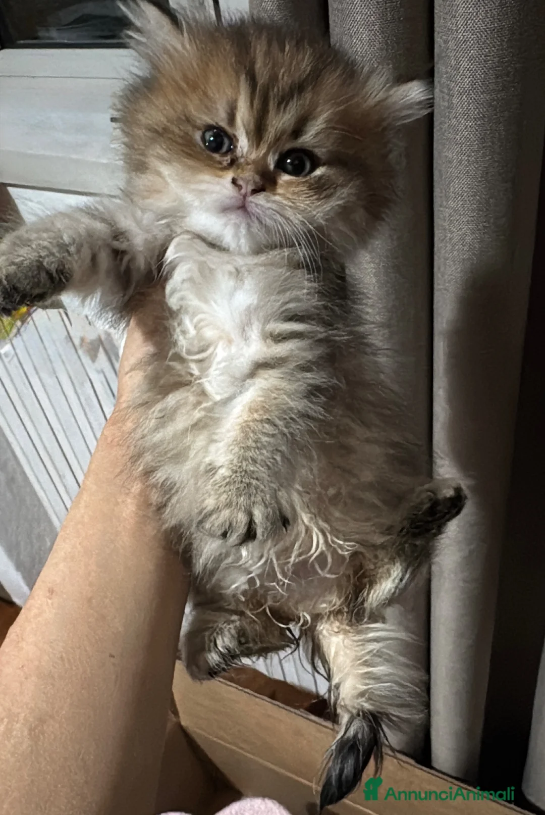 Persiano gatti in vendita: Splendidi Cuccioli di Gatto Persiano Puri a Città metropolitana di Milano - Annuncio 4