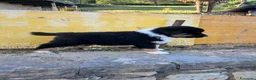 Australian Shepherd cani in vendita: Cuccioli black tricolore  - Annuncio 9