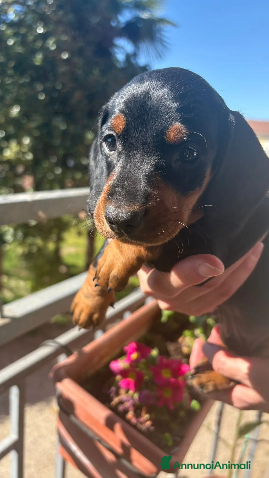 Bassotto cani in vendita: BASSOTTO STANDARD A PELO LISCIO a Provincia di Pavia - Annuncio 7