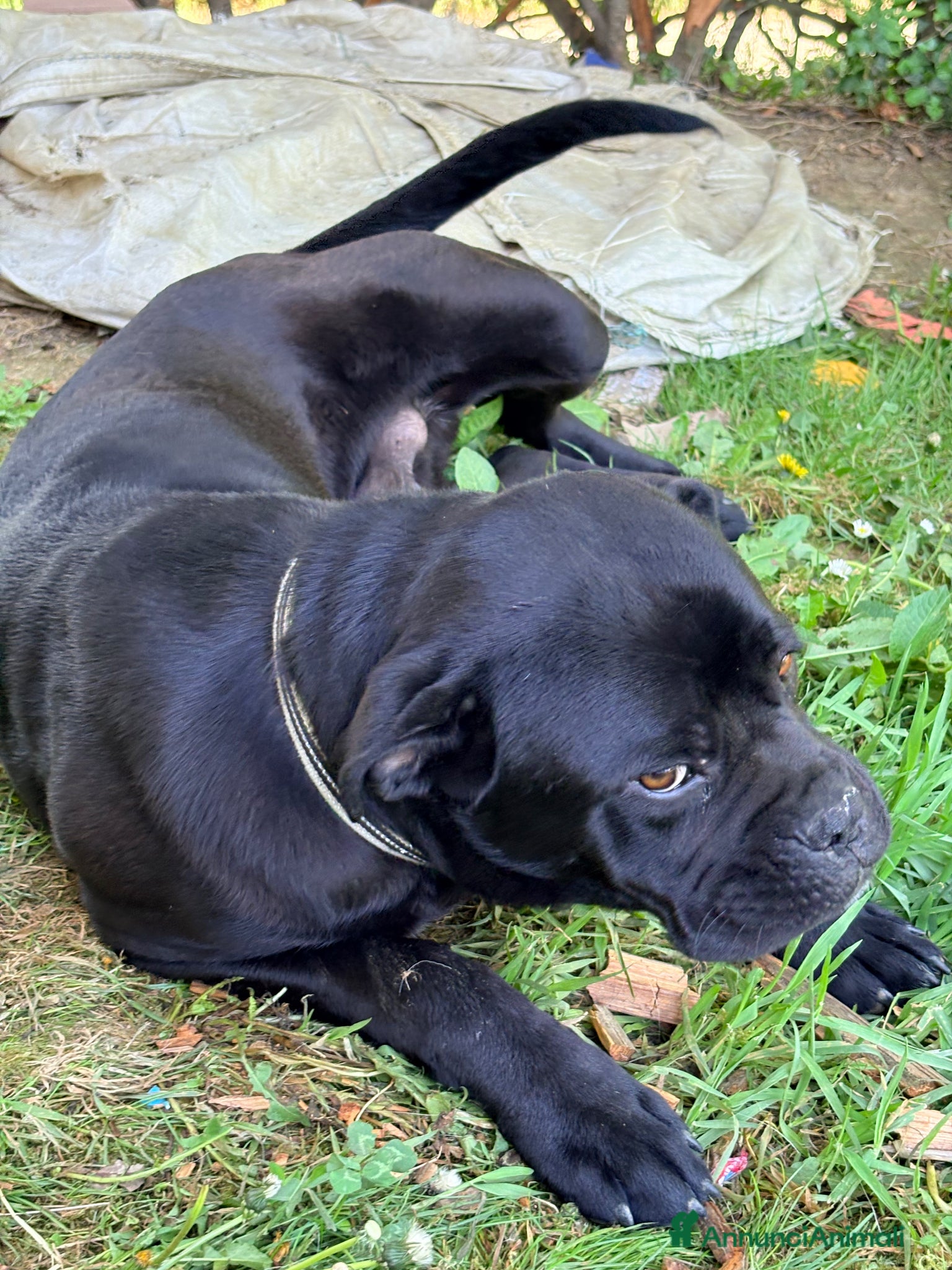 Cane Corso cani Cucciolo di cane corso - Annuncio 1