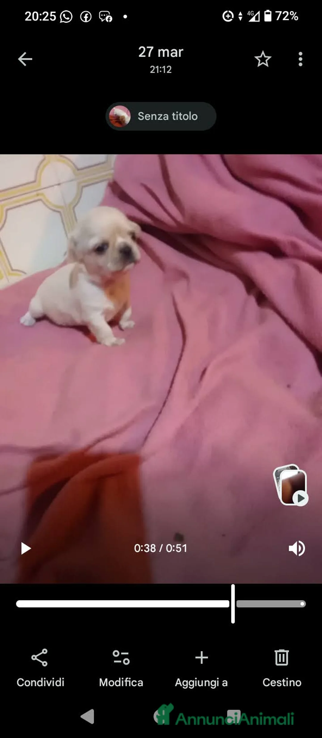 Chihuahua cani in vendita: Cuccioli di chihuahua PEDIGREE ENCI, - Annuncio 39