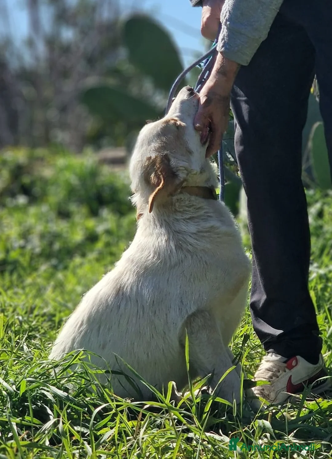 Meticcio cani in regalo: TACO ASPETTA UNA MAMMA  a Città metropolitana di Milano - Annuncio 4