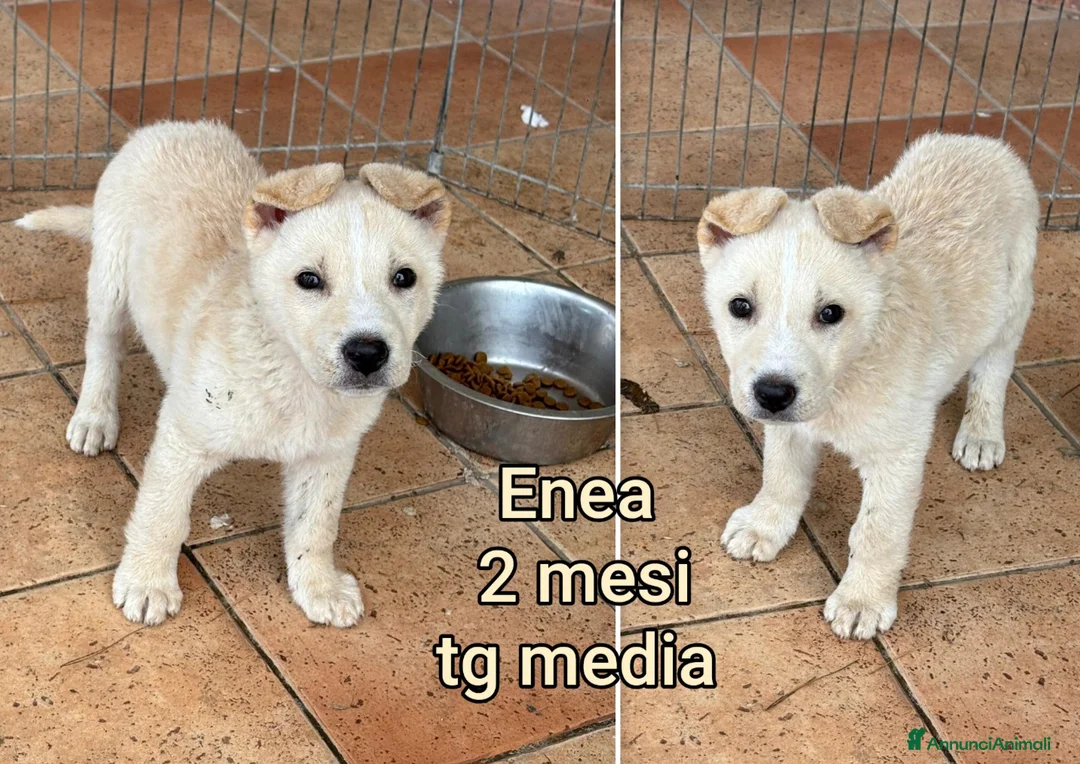 Meticcio cani in regalo: ADOTTA UN CUCCIOLO! a Provincia di Reggio Emilia - Annuncio 11