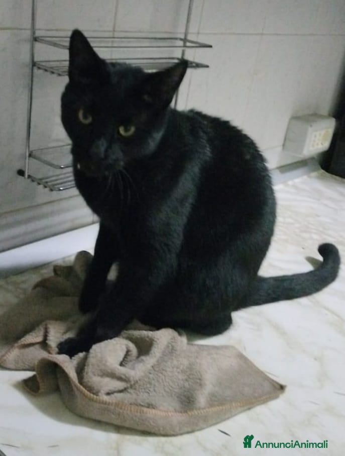 Europeo gatti gatto maschio leone 🖤 - Annuncio 1