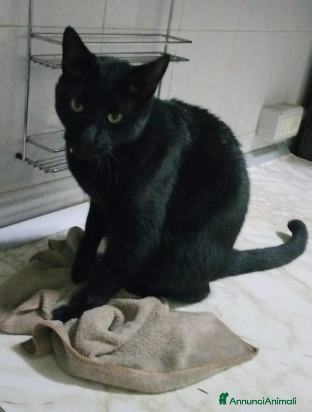 Europeo gatti in regalo: gatto maschio leone 🖤 - Annuncio 1