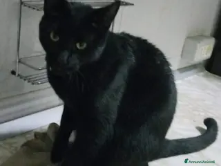 Europeo gatti gatto maschio leone 🖤 - Annuncio 26