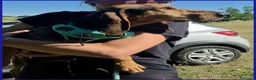 Meticcio cani in regalo: ETTO giovane segugetto - Annuncio 3