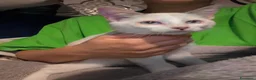 Meticcio gatti in regalo: Gattina trovatella  - Annuncio 3