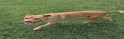 Meticcio cani in regalo: Agata, cucciolona derivata Pitt marrone - Annuncio 3