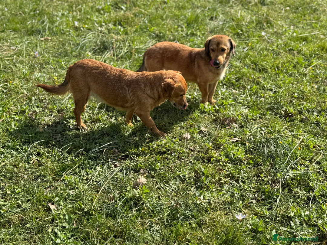 Meticcio cani in regalo: Poli dolcissimo maschio in canile 7 anni 12kg - Annuncio 3