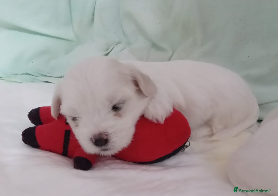 Maltese cani in vendita: DISPONIBILITA' CUCCIOLI MALTESI - Immagine 8