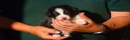 Australian Shepherd cani in vendita: Cuccioli di pastore australiano  - Annuncio 9
