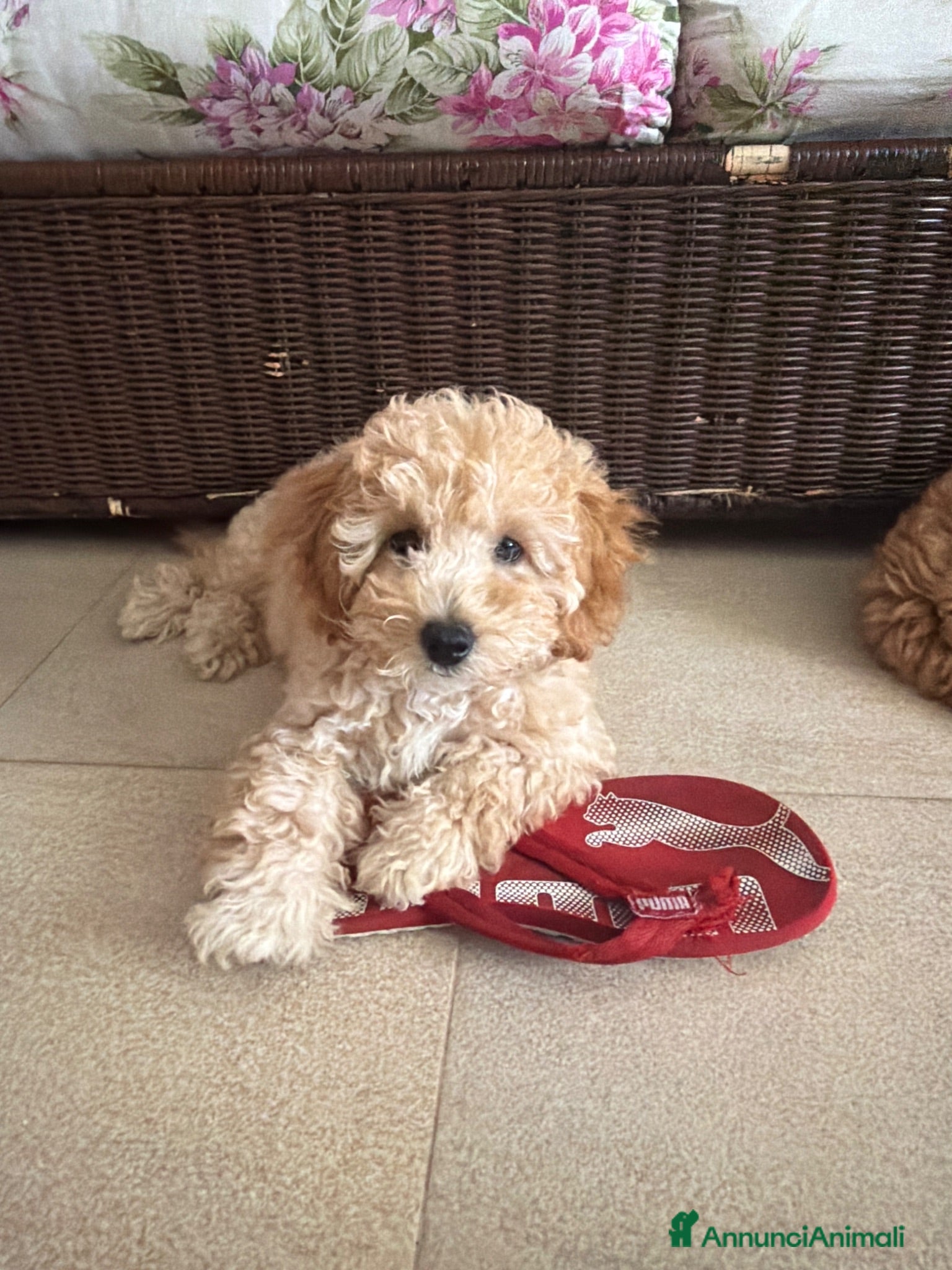 Barboncino cani barboncino femmina  - Annuncio 28