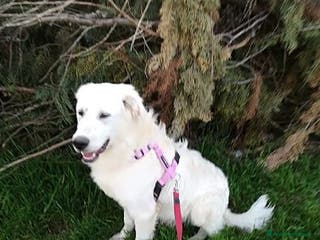 Meticcio cani MUFFIN allegro e speranzoso - Annuncio 41