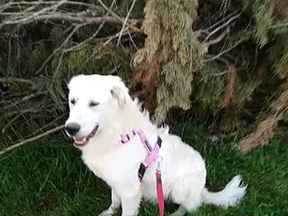 Meticcio cani MUFFIN allegro e speranzoso - Annuncio 10