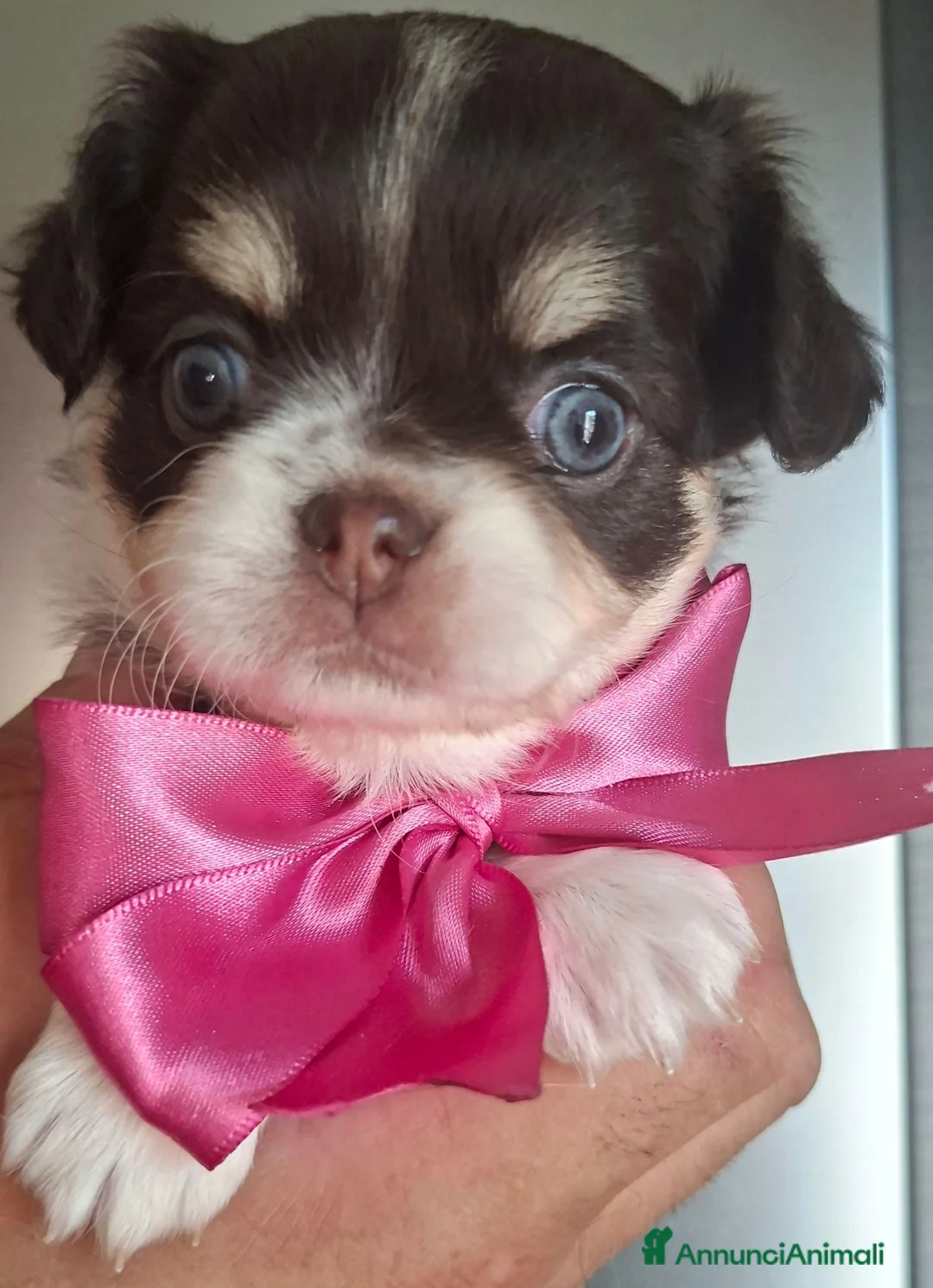 Chihuahua cani in vendita: Chihuahua pelo lungo pedigree enci  - Annuncio 19