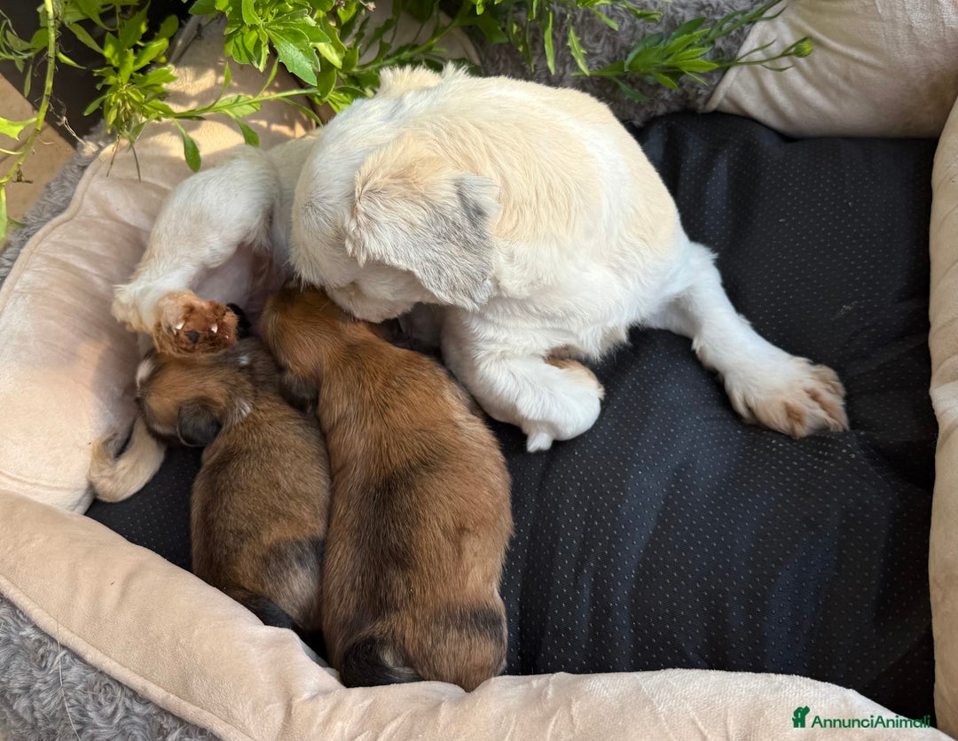 Maltipoo cani in vendita: Tre Quarti di Luna Barboncino Maltipoo Lhasa Apso - Annuncio 5