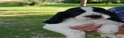 Cocker cani in vendita: Bellissima e simpaticissima femmina cocker spaniel a Provincia di Mantova - Annuncio 4