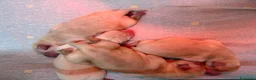 Labrador cani in vendita: Disponibili cuccioli Labrador di alta genealogia - Annuncio 8