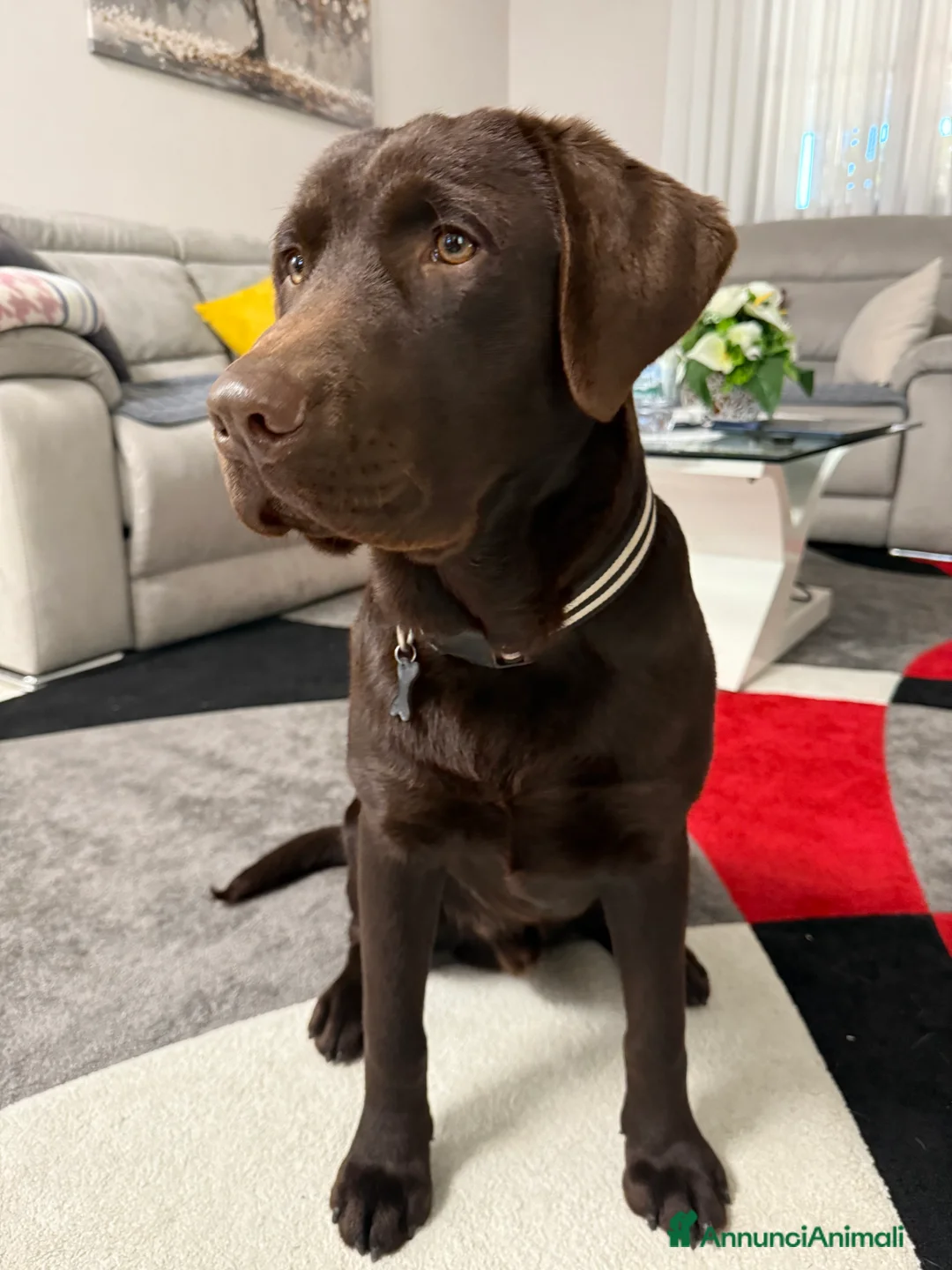 Labrador cani in vendita: Labrador Chocolate - Annuncio 3