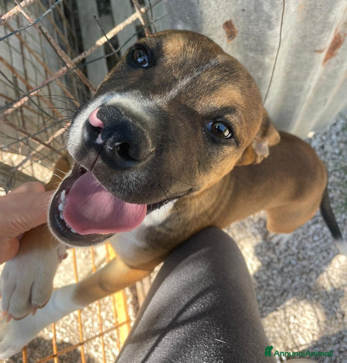 Meticcio cani ADOTTA IL TENERO CHOCO - Annuncio 8