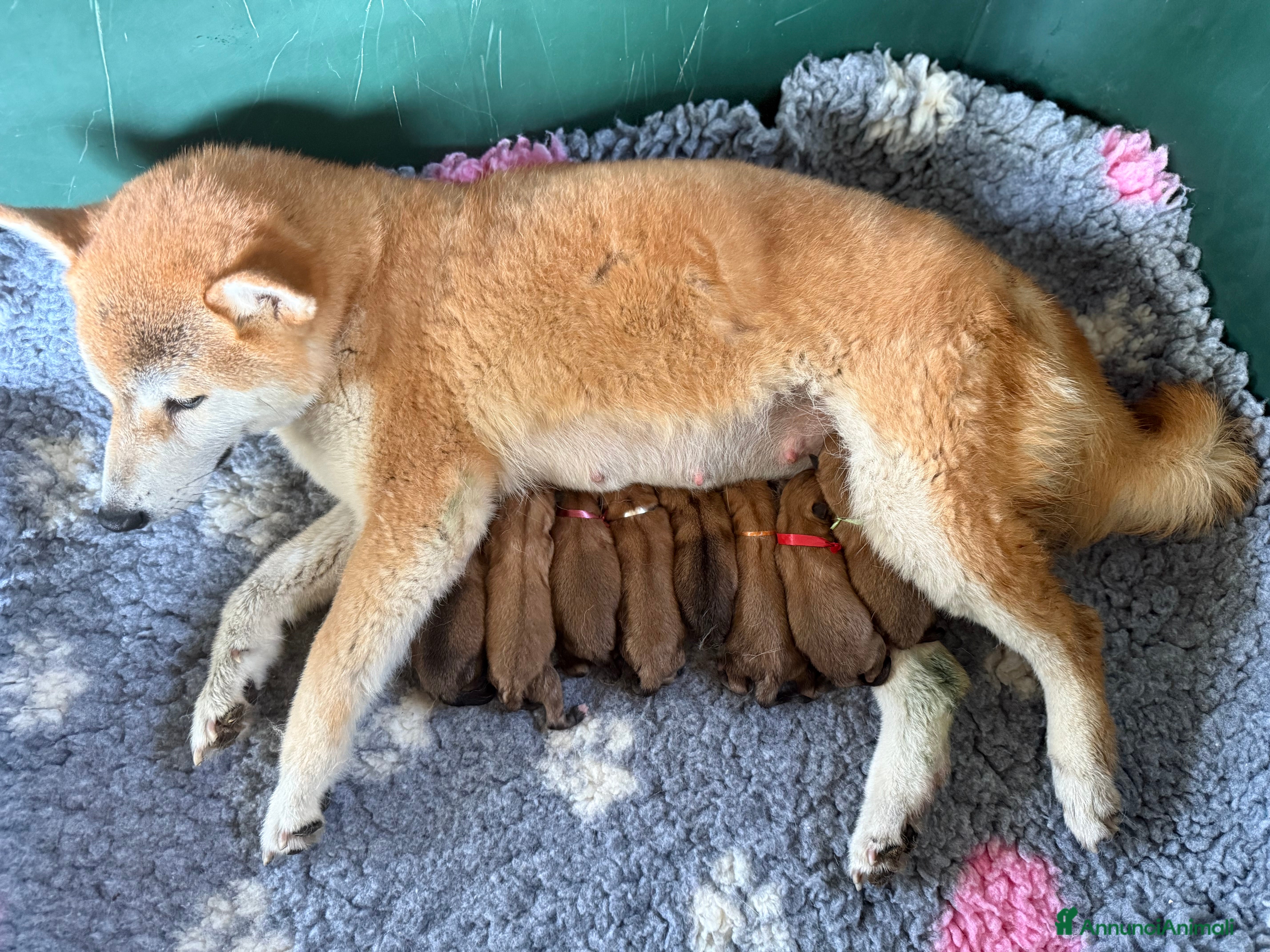 Shiba Inu cani Cucciolo di Shiba Inu con pedigree Enci - Annuncio 3