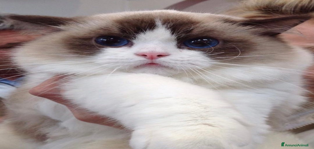 Immagine della galleria {{count}}