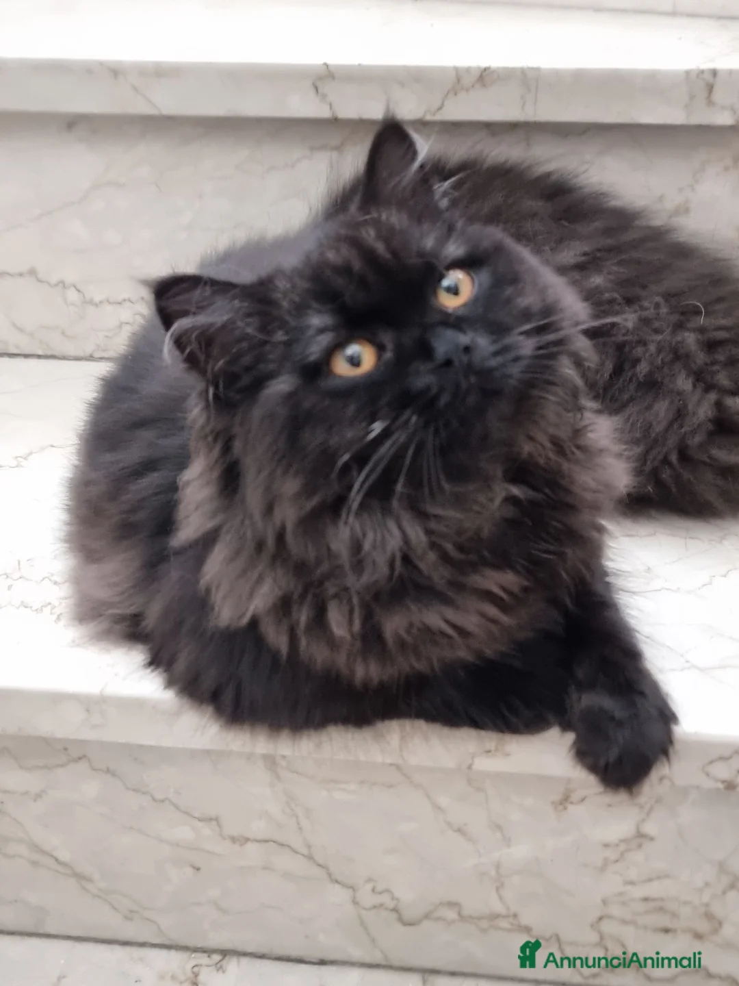 Scottish gatti in vendita: Scottish straight Longhair con Pedigree  - Annuncio 2
