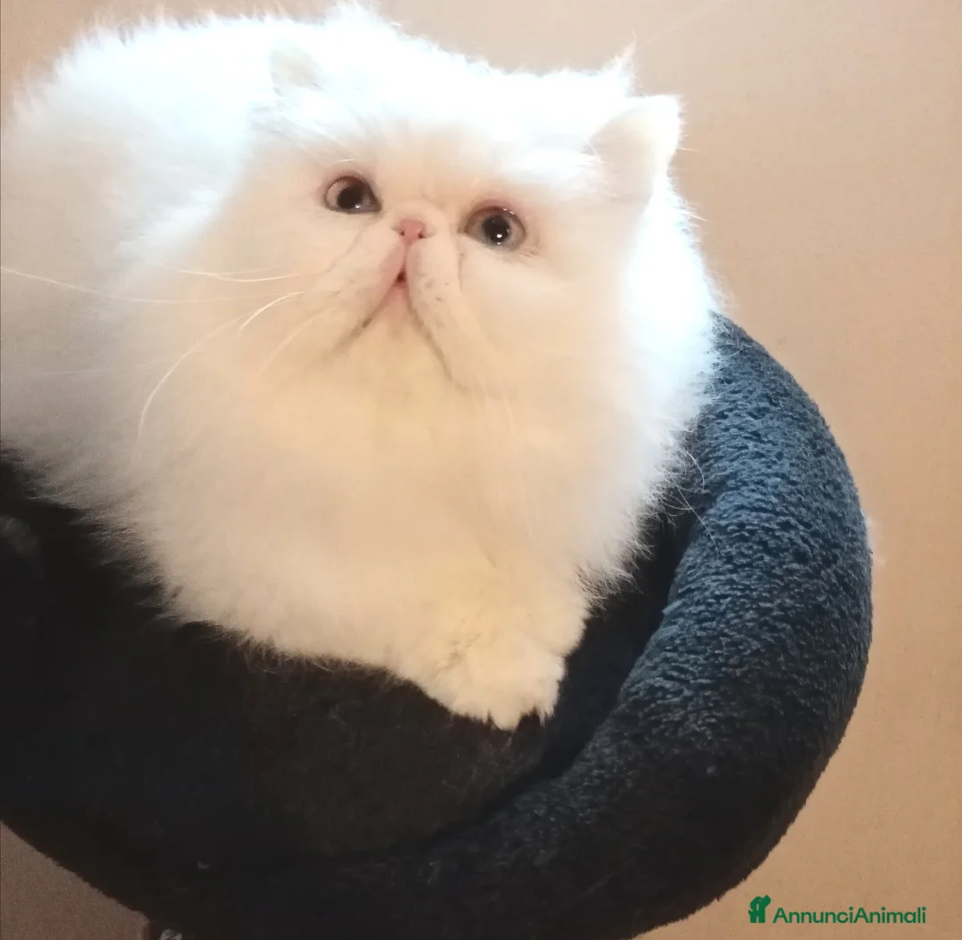 Persiano gatti in vendita: Gatti Persiani  - Annuncio 3