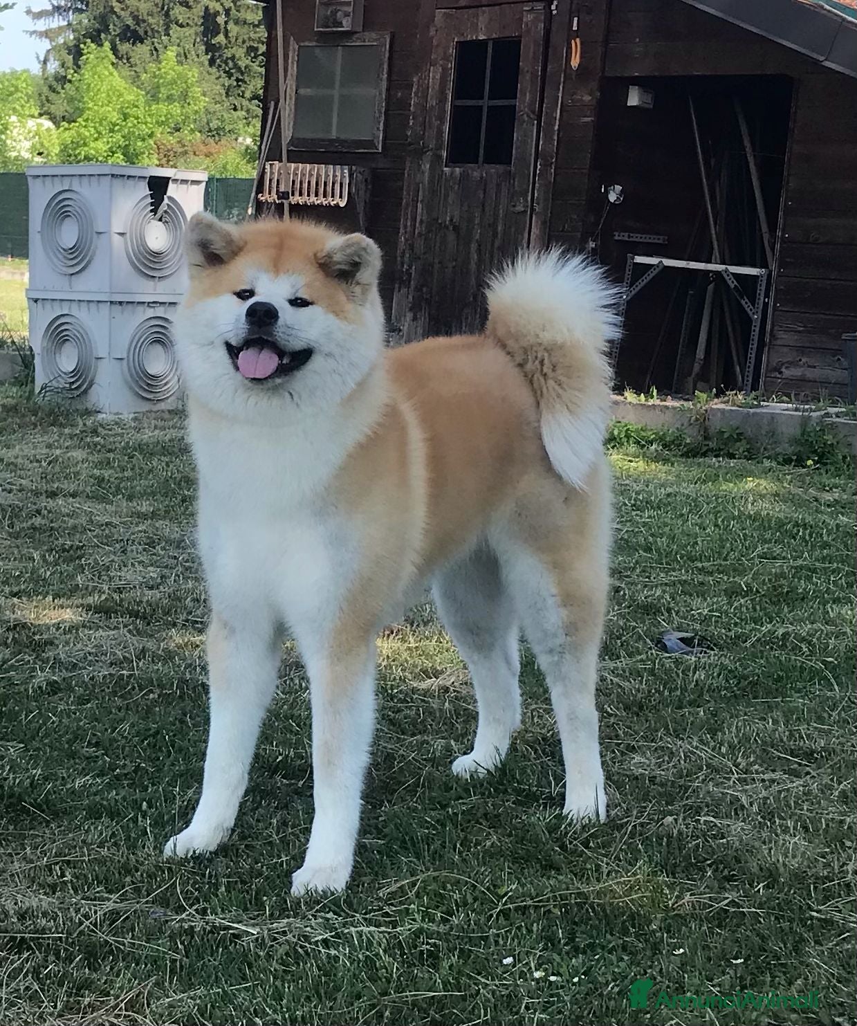 Akita Inu cani CUCCIOLI DI AKITA LOMBARDIA  - Annuncio 1