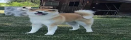 Akita Inu cani in vendita: CUCCIOLI DI AKITA LOMBARDIA  - Annuncio 1
