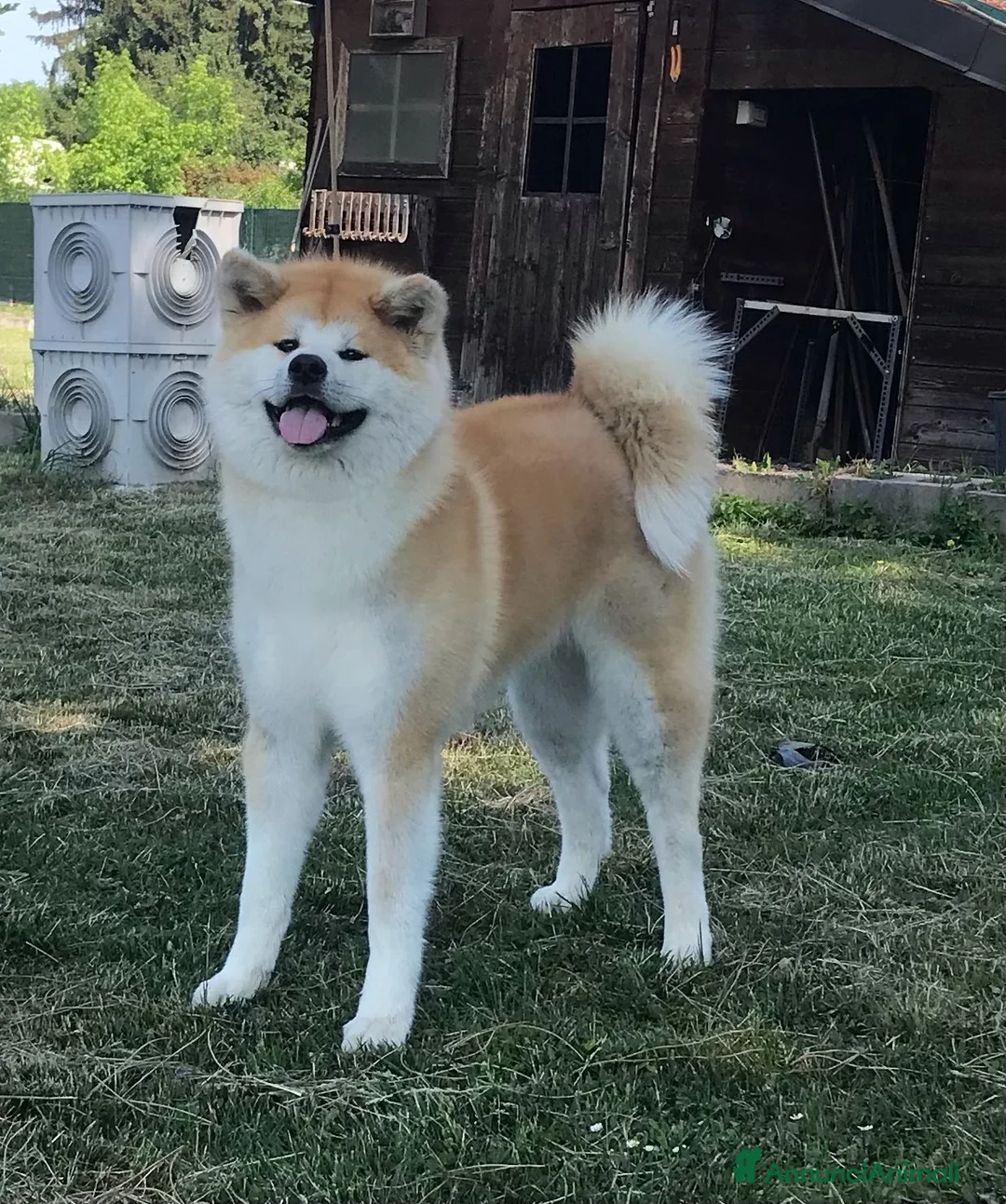 Akita Inu cani in vendita: CUCCIOLI DI AKITA LOMBARDIA  - Annuncio 1