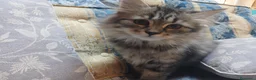 Siberiano gatti in vendita: Bellissimo cucciolo siberiano a Città Metropolitana di Bologna - Annuncio 10