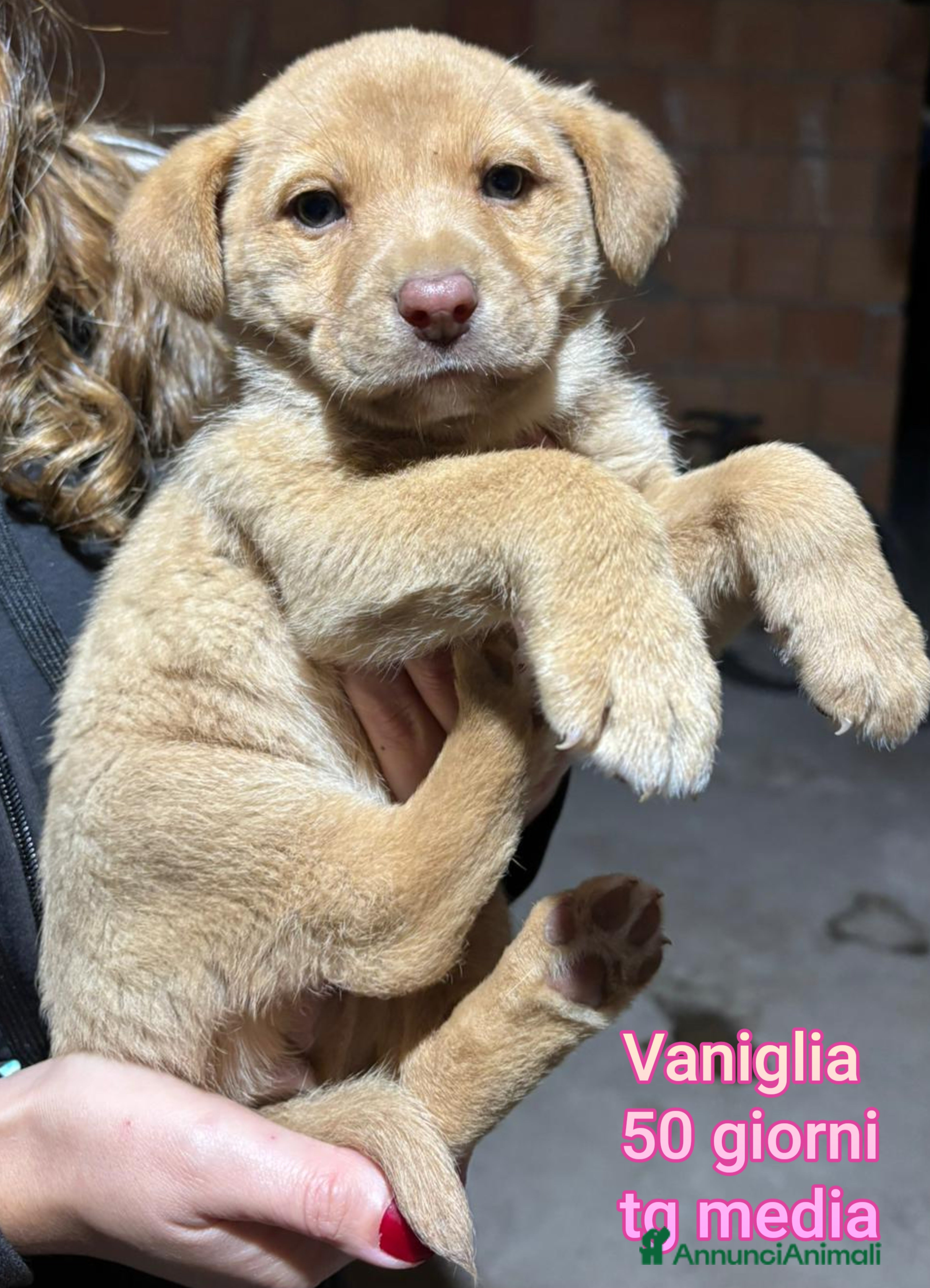 Meticcio cani CUCCIOLI, URGENTE: TEMPO SCADUTO  - Annuncio 11