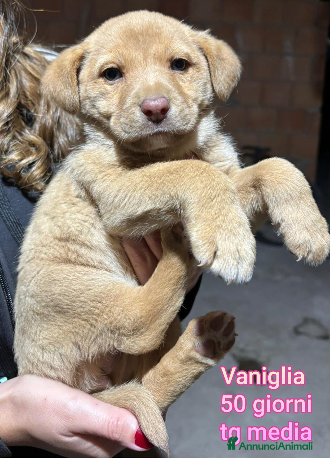 Meticcio cani in regalo: CUCCIOLI, URGENTE: TEMPO SCADUTO  - Annuncio 1