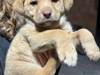 Meticcio cani CUCCIOLI, URGENTE: TEMPO SCADUTO - Annuncio 42