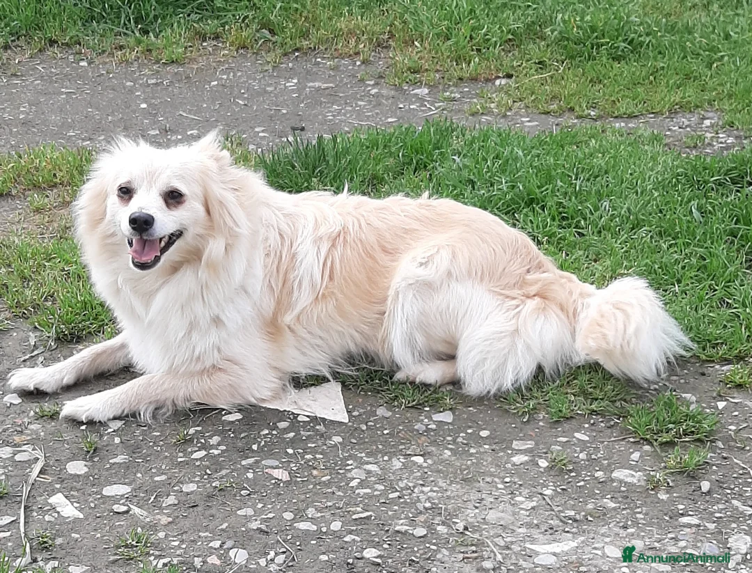 Spitz cani in vendita: Cuccioli di volpino, spitz  - Annuncio 2