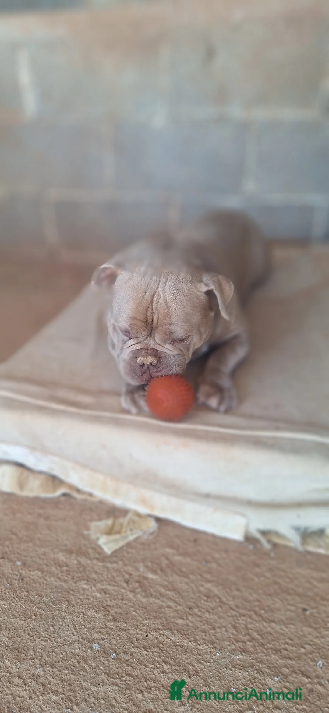 American Bully cani in regalo: Thiago  - Annuncio 4