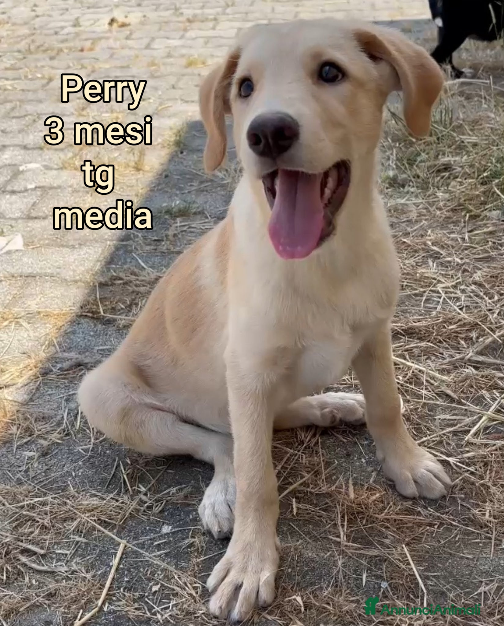 Meticcio cani CUCCIOLI ESCLUSI E SOLI! - Annuncio 6