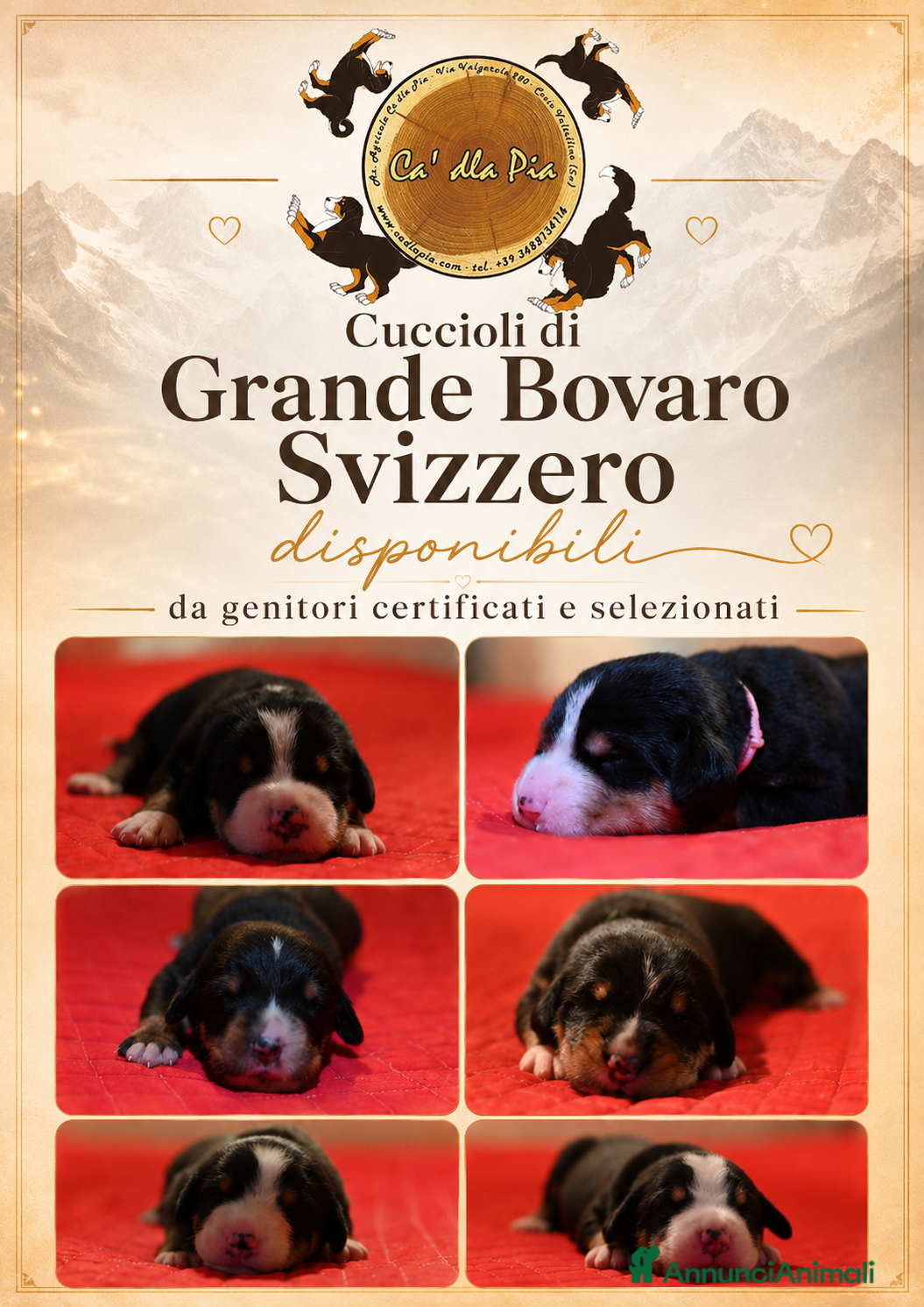 Grande Bovaro Svizzero cani 🐾 Cuccioli di Grande Bovaro Svizzero disponibili! - Annuncio 2