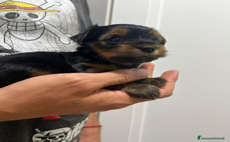 Yorkshire cani a Provincia di Verona - Annuncio 5