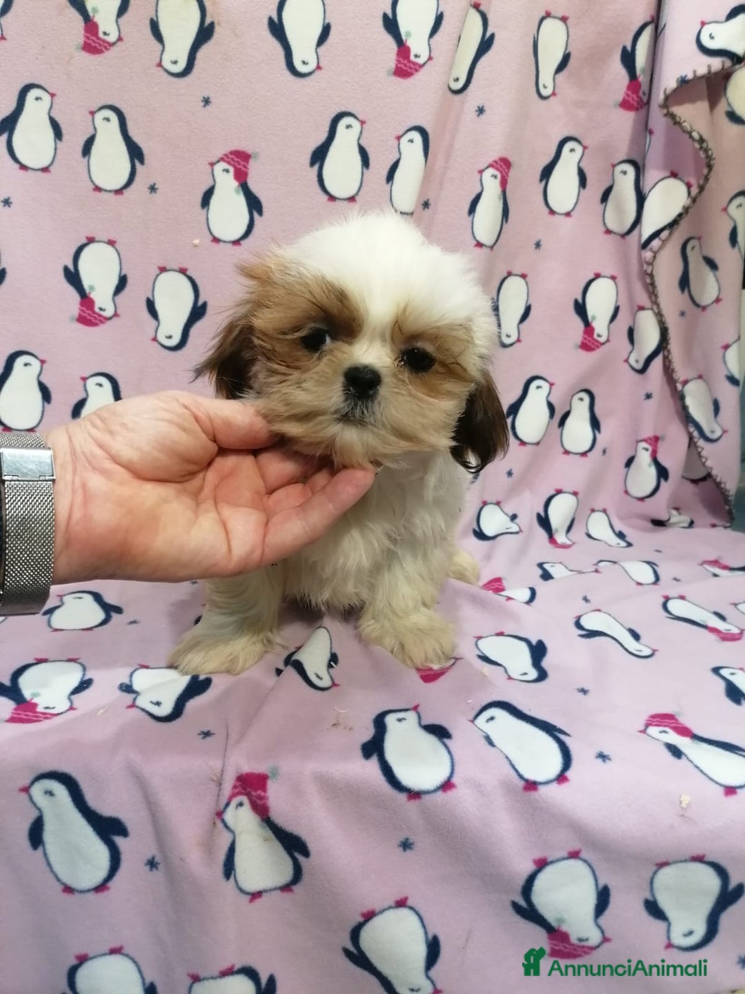 Shih Tzu cani in vendita: Shih Tzu Imperiale cucciola femmina - Annuncio 2