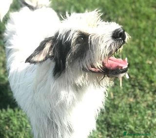 Spinone cani CIRILLO spinoncino molto carino a Provincia di Latina - Annuncio 7