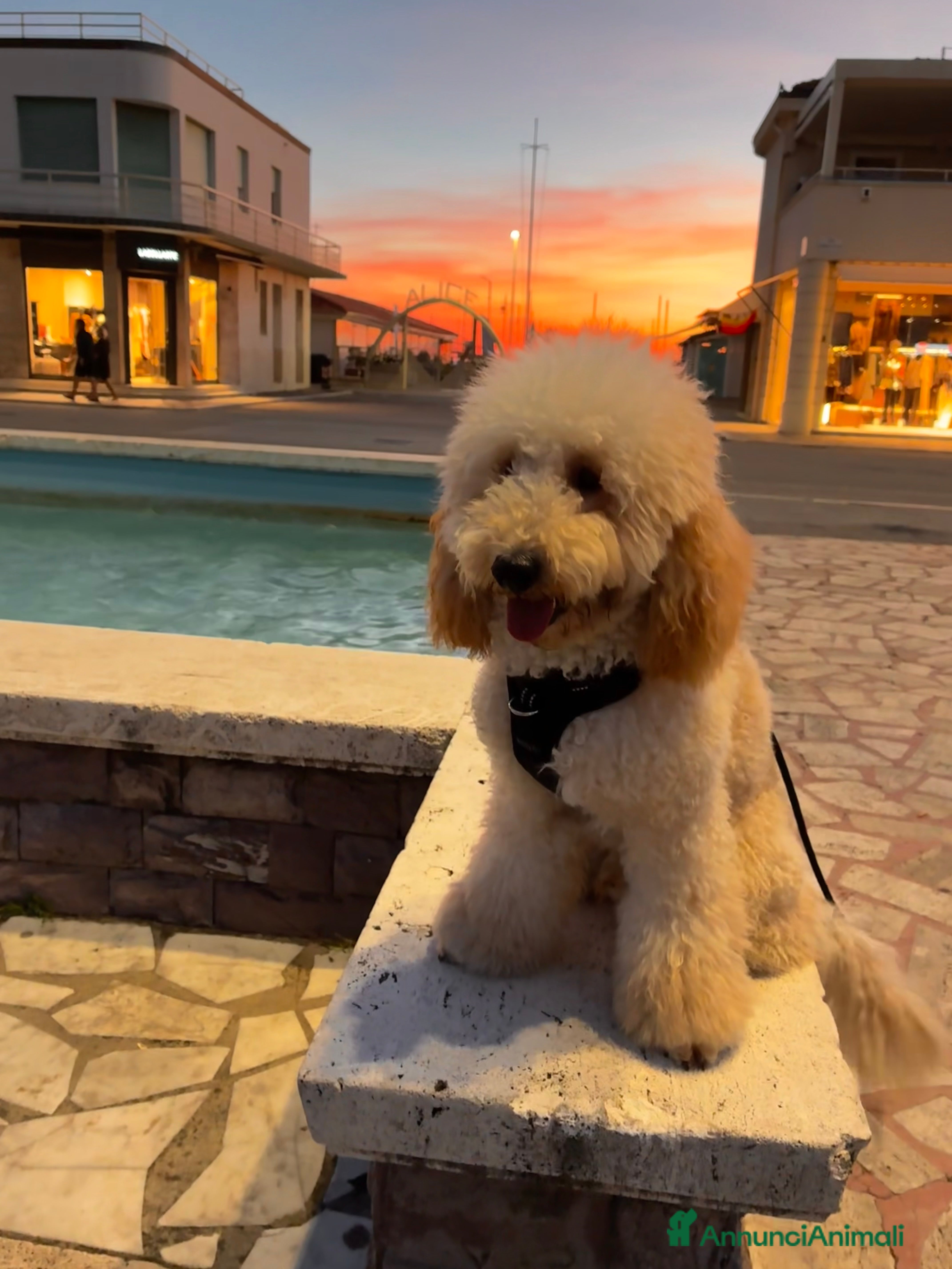 Barboncino cani Ares barboncino nano  - Annuncio 22