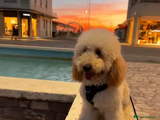 Barboncino cani Ares barboncino nano - Annuncio 22