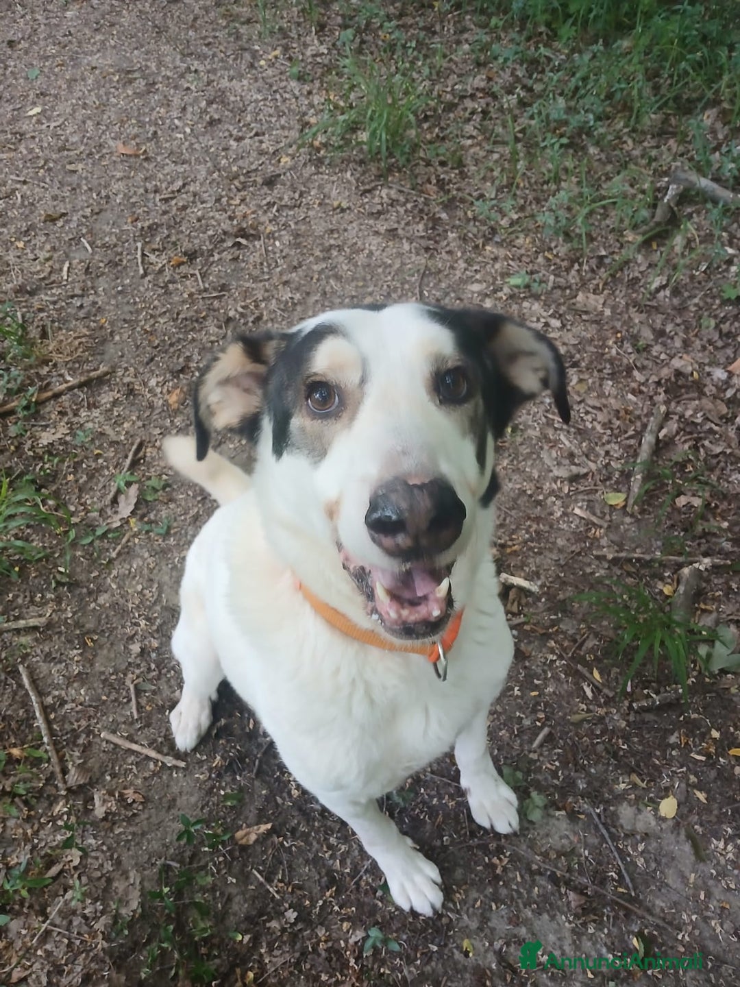 Meticcio cani in regalo: POLDO a Città Metropolitana di Genova - Annuncio 8