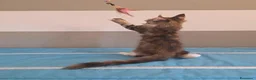 Maine Coon gatti in vendita: Cucciolata F Dolci Fusa - Annuncio 17