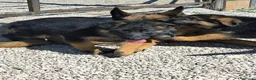 Pastore Tedesco cani in vendita: CUCCIOLI D PASTORE TEDESCO - Annuncio 3